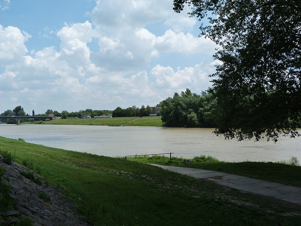 Tiszarajongó